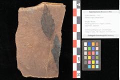 Foto (Objekt + Etikett) von Planera ungeri Ettingshausen (NHMW-GEO-2024-0188-0996)
